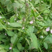 四川宏益生物 深耕植物提取，驅動大健康產業創新