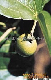 山茱萸提取物中Loganin的研發 從植物精華到10:98高效制備