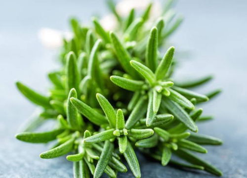 臉上出現這5個征兆，警惕數萬條螨蟲正侵襲！植物提取物研發帶來新希望